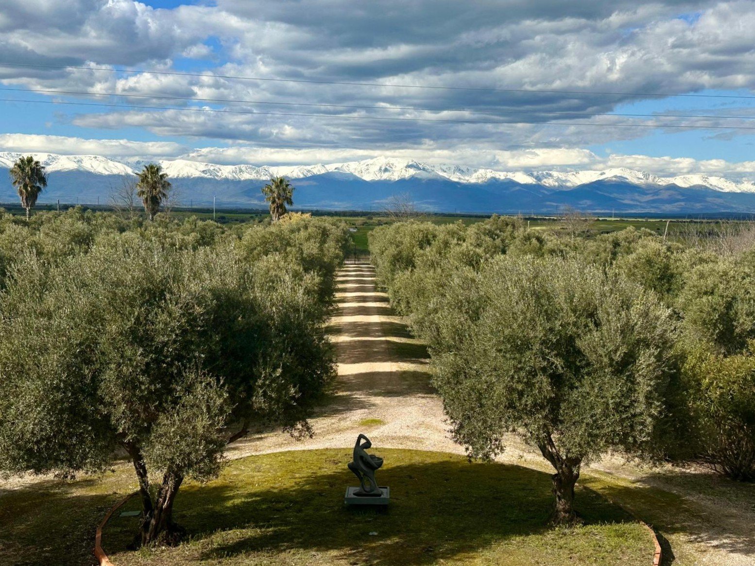 Olivos y paisaje de Casona Monte Lumina